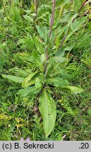 Senecio umbrosus (starzec cienisty)