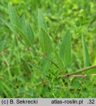 Clematis recta (powojnik prosty)
