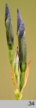 Iris sibirica (kosaciec syberyjski)