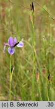 Iris sibirica (kosaciec syberyjski)