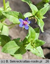 Anagallis foemina (kurzyślad błękitny)