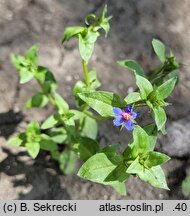 Anagallis foemina (kurzyślad błękitny)