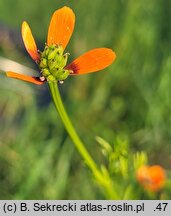 Adonis aestivalis (miłek letni)