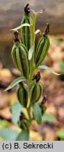 Cephalanthera damasonium (buławnik wielkokwiatowy)