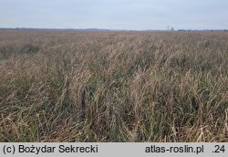 Cladium mariscus (kłoć wiechowata)