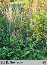 Allium rotundum (czosnek kulisty)