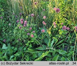 Allium rotundum (czosnek kulisty)