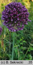Allium rotundum (czosnek kulisty)