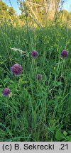 Allium rotundum (czosnek kulisty)