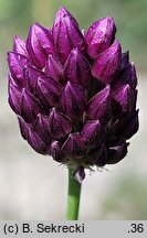 Allium rotundum (czosnek kulisty)