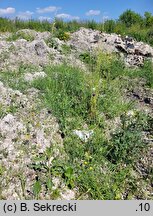 Allium rotundum (czosnek kulisty)