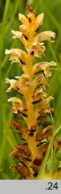 Orobanche alsatica (zaraza alzacka)