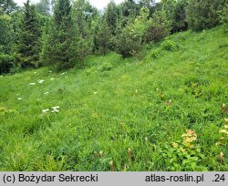 Orobanche alsatica (zaraza alzacka)