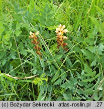Orobanche alsatica (zaraza alzacka)
