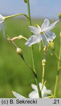 Anthericum ramosum (pajęcznica gałęzista)