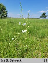 Anthericum ramosum (pajęcznica gałęzista)