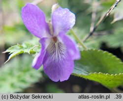 Viola collina (fiołek pagórkowy)
