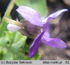 Viola collina (fiołek pagórkowy)