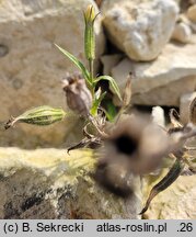 Melandrium noctiflorum (bniec dwudzielny)