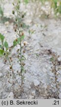 Chaenorhinum minus (lniczka mała)