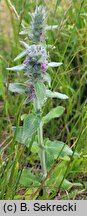 Stachys germanica (czyściec kosmaty)