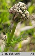 Valeriana angustifolia (kozłek wąskolistny)