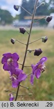 Verbascum phoeniceum (dziewanna fioletowa)