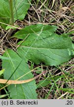 Verbascum phoeniceum (dziewanna fioletowa)