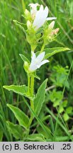 Campanula glomerata (dzwonek skupiony)
