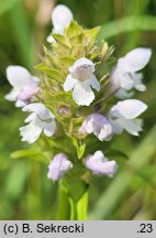 Prunella vulgaris (głowienka pospolita)