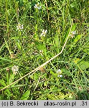 Prunella vulgaris (głowienka pospolita)