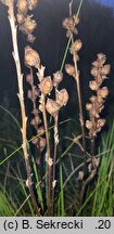 Pedicularis sceptrum-carolinum (gnidosz królewski)
