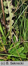 Pedicularis sceptrum-carolinum (gnidosz królewski)