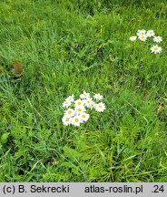 Tanacetum corymbosum ssp. corymbosum (wrotycz baldachogroniasty typowy)