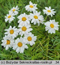 Tanacetum corymbosum ssp. corymbosum (wrotycz baldachogroniasty typowy)