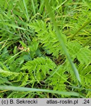 Tanacetum corymbosum ssp. corymbosum (wrotycz baldachogroniasty typowy)