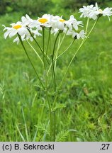 Tanacetum corymbosum ssp. corymbosum (wrotycz baldachogroniasty typowy)