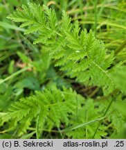 Tanacetum corymbosum ssp. corymbosum (wrotycz baldachogroniasty typowy)