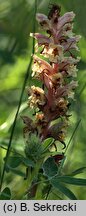 Orobanche alba (zaraza macierzankowa)