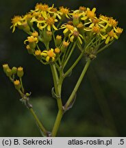Senecio umbrosus (starzec cienisty)