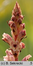 Orobanche alba (zaraza macierzankowa)