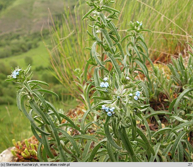 Lappula squarrosa