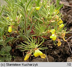 Ajuga chamaepitys