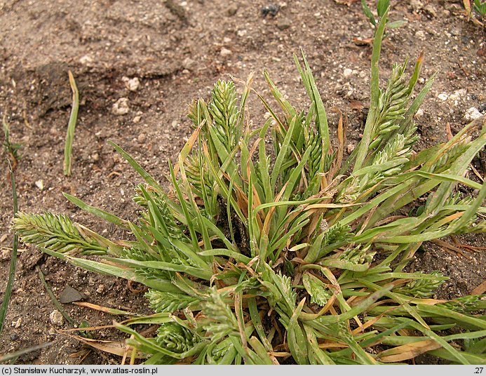 Sclerochloa dura