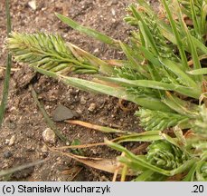 Sclerochloa dura