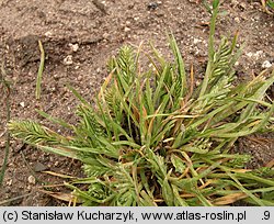 Sclerochloa dura