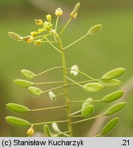 Draba muralis