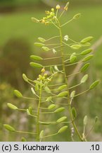 Draba muralis