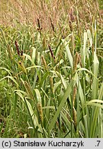 Carex riparia (turzyca brzegowa)