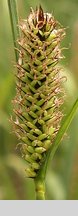 Carex riparia (turzyca brzegowa)